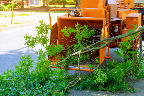 Best Seasonal Cleanup (Spring/Fall)  in Amelia, OH