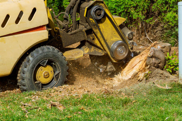 Best Tree Maintenance Programs  in Amelia, OH