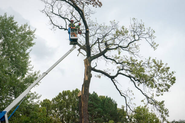 Best Tree Cabling and Bracing  in Amelia, OH